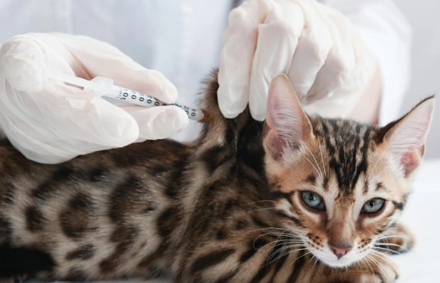 貓疫苗接種
