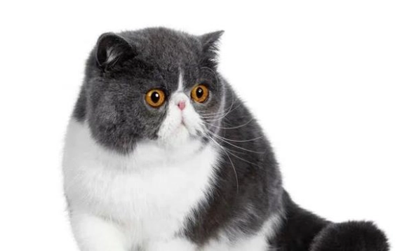 扁臉貓健康問題