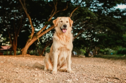 黃金獵犬成長重量