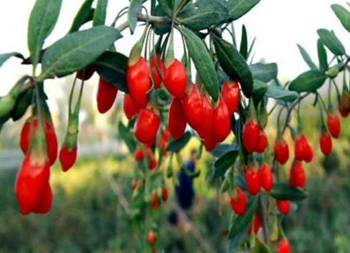 野生枸杞子好處