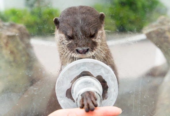 八景島水獺握手預約