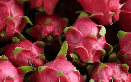 紅肉火龍果功效