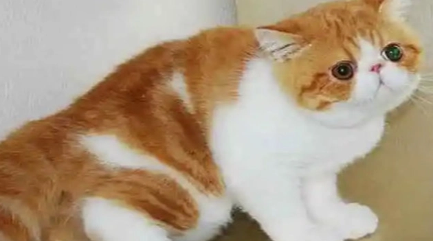 扁鼻貓健康問題