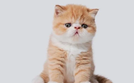 扁臉貓健康問題