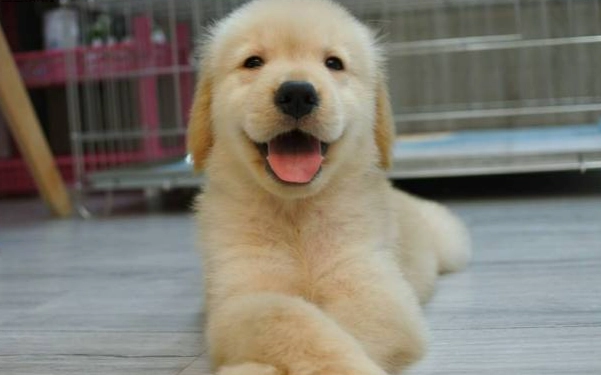 美系黃金獵犬健康問題