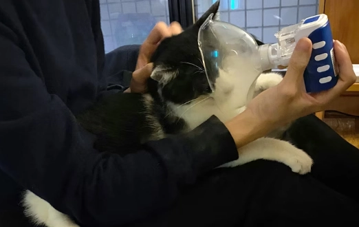 貓淚管阻塞處理