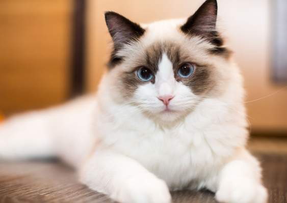 貓咪社會化關鍵期