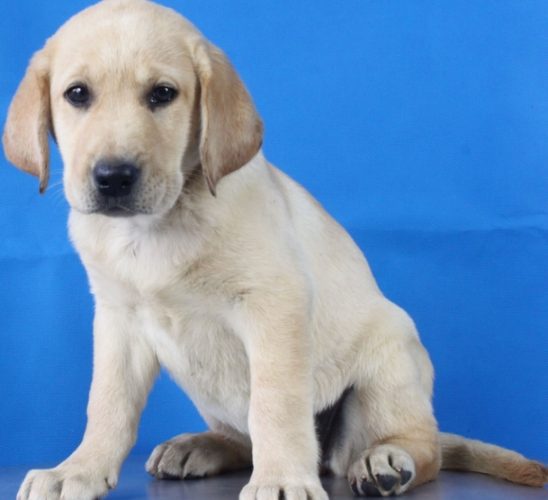 拉布拉多平均寿命