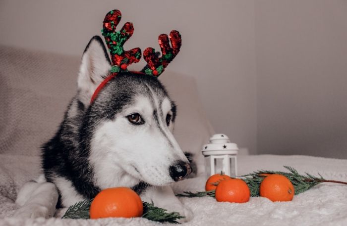 狗狗可以吃芋頭