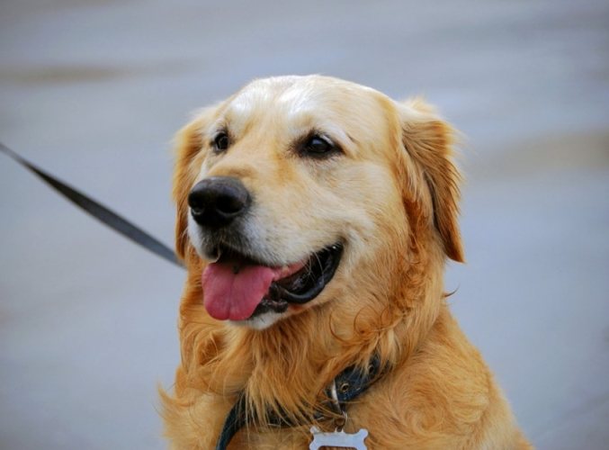 黄金猎犬健康问题 黄金猎犬健康问题