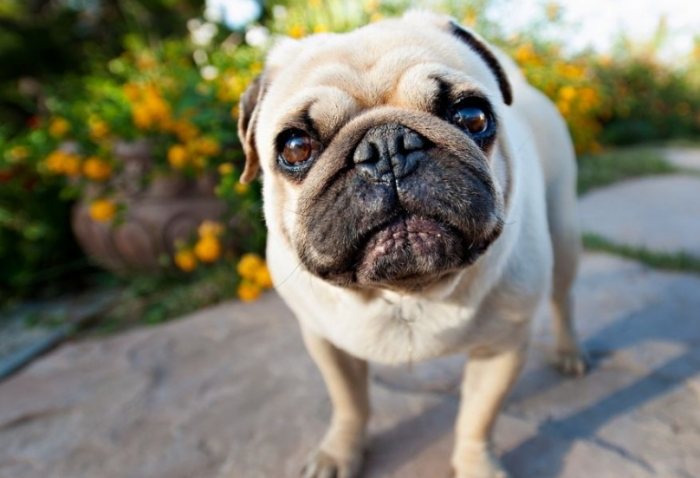 巴哥犬沙皮狗比較