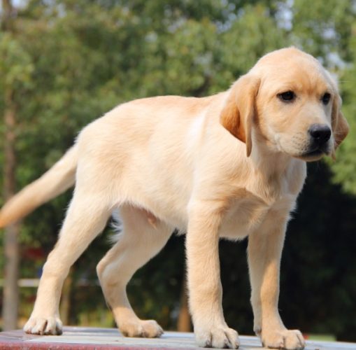 延长拉布拉多寿命