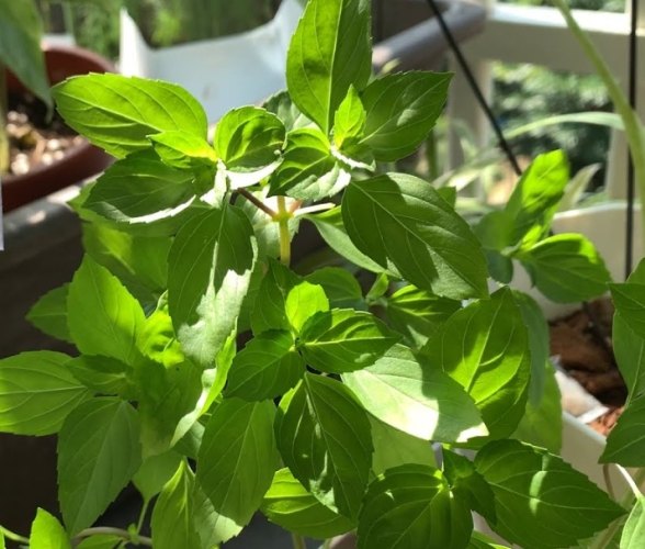 九層塔採收技巧