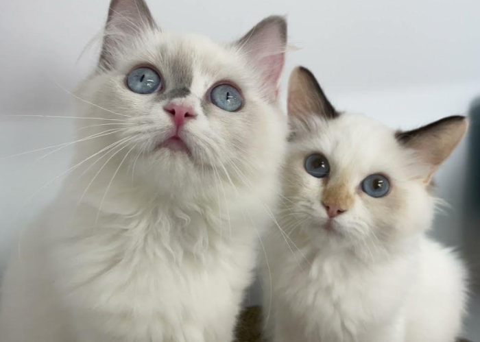 布偶貓毛色護理