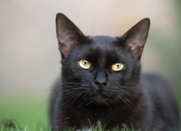 貓角膜受傷症狀