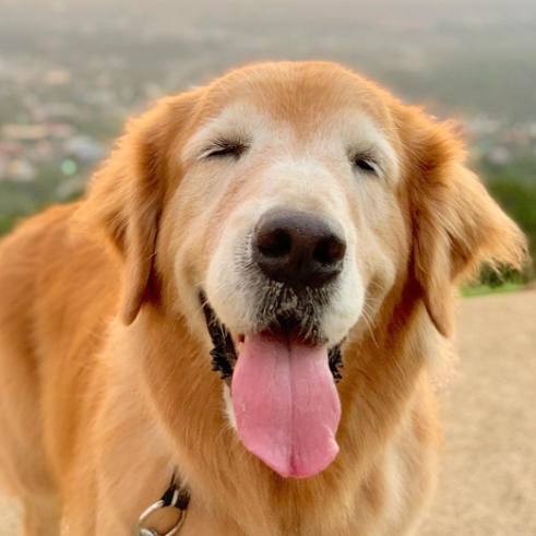 自製黃金獵犬鮮食