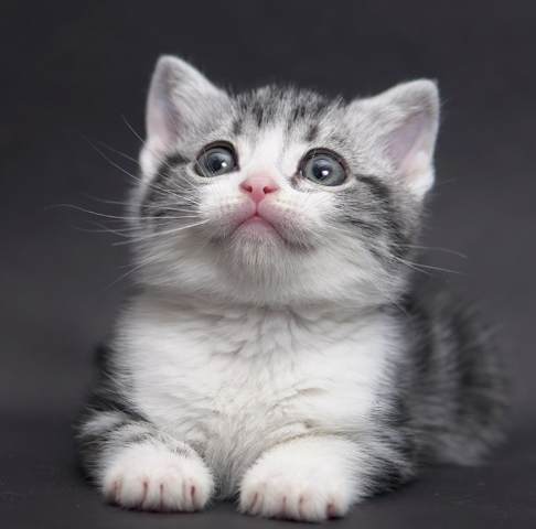 美國短毛貓價格