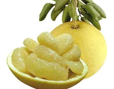 狗狗吃文旦安全嗎