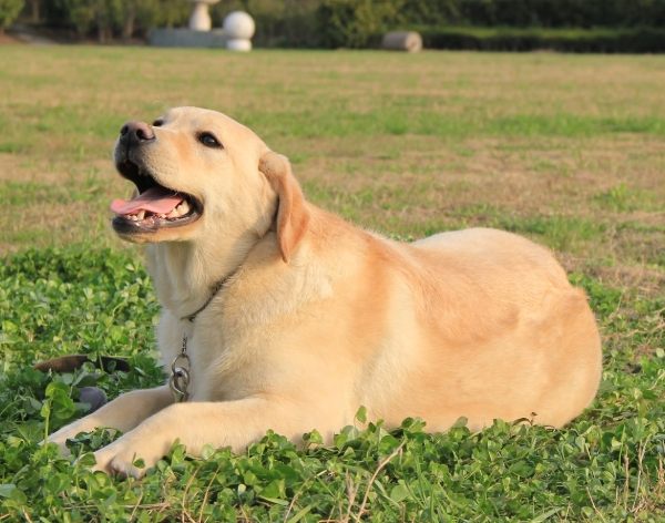 拉布拉多智力测试