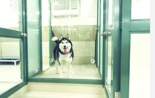 狗狗無法養處理