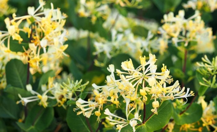 金銀花使用注意事項