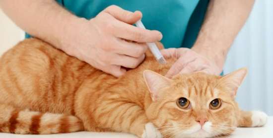 貓瘟危險期症狀