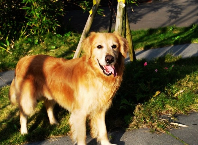 黄金猎犬常见病 黄金猎犬常见病