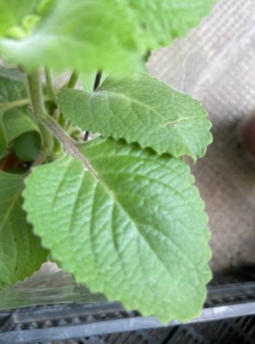 大葉到手香功效