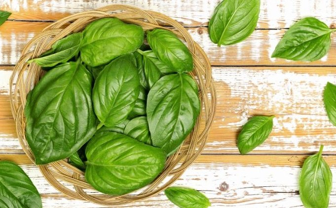 九層塔採收技巧