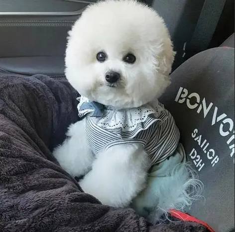 比熊犬飼養困難