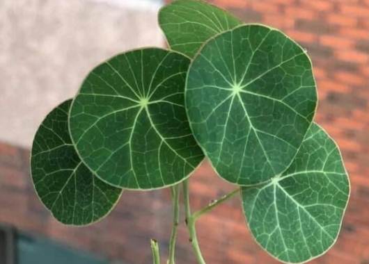 山烏龜養護技巧