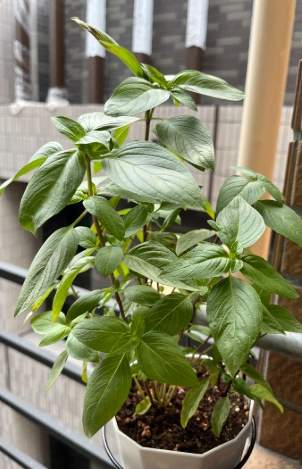 香草植物日照需求