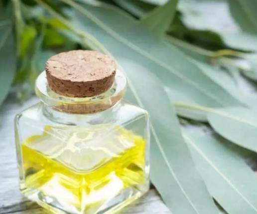 尤加利精油使用方法