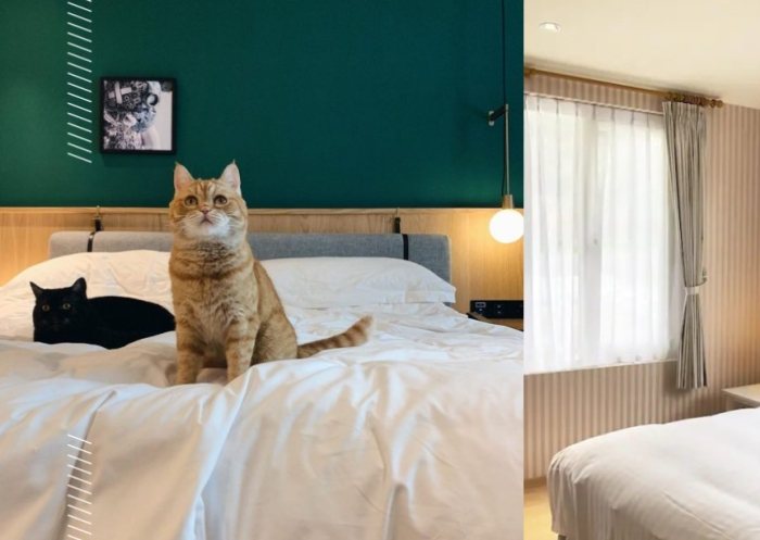 台北寵物友善住宿