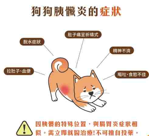 狗狗胰腺炎症狀