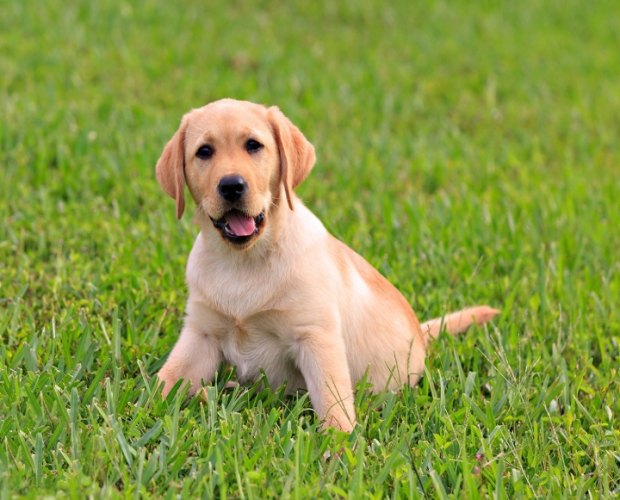 拉布拉多智力测试