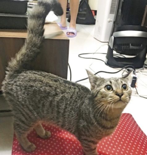 貓咪尾巴抽動處理