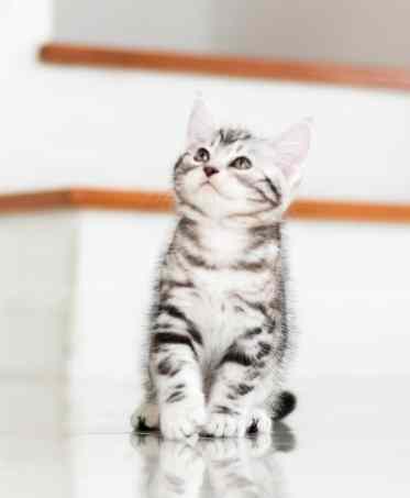 美國短毛貓飼養費用