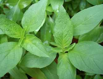 香草植物日照需求