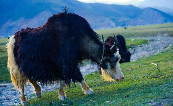 香格里拉酒店尾牙
