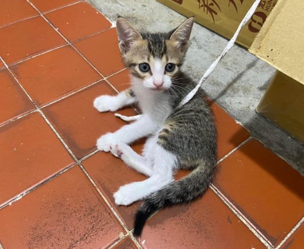 貓咪領養要錢嗎