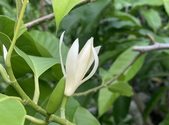 玉蘭花象徵意義