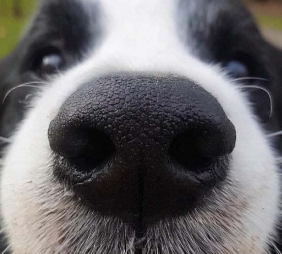 寵物鼻腫瘤治療