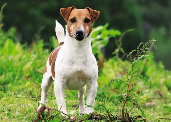 傑克羅素訓練方法