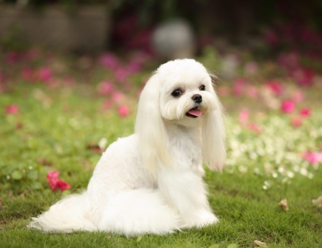 馬爾濟斯犬照顧