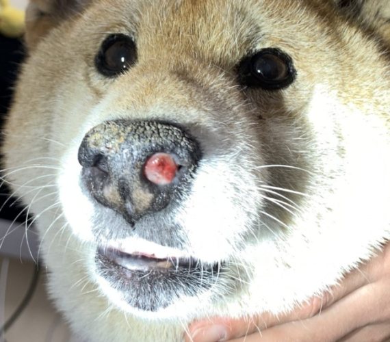 犬鼻腔癌徵兆