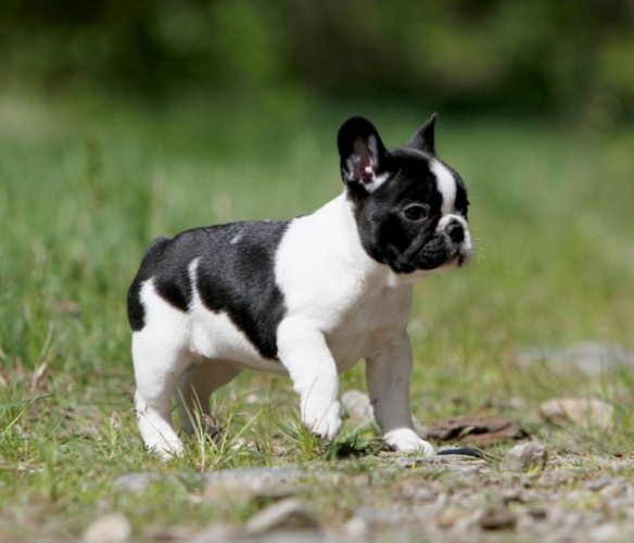 法國鬥牛犬平均壽命