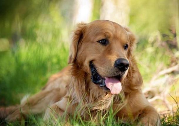 狗狗鼻竇炎症狀