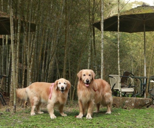 新竹寵物友善餐廳