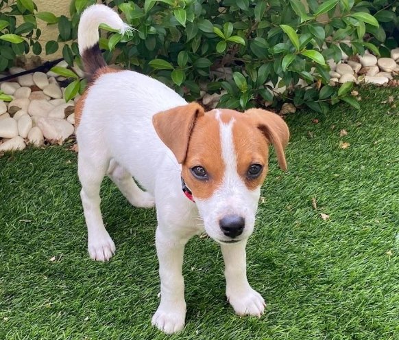 傑克羅素訓練方法